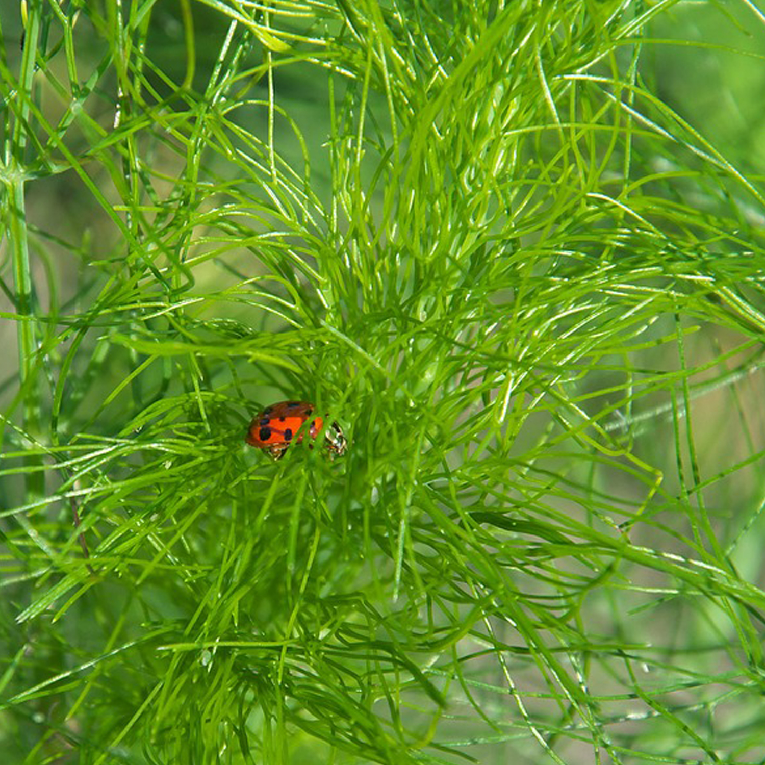 Dill