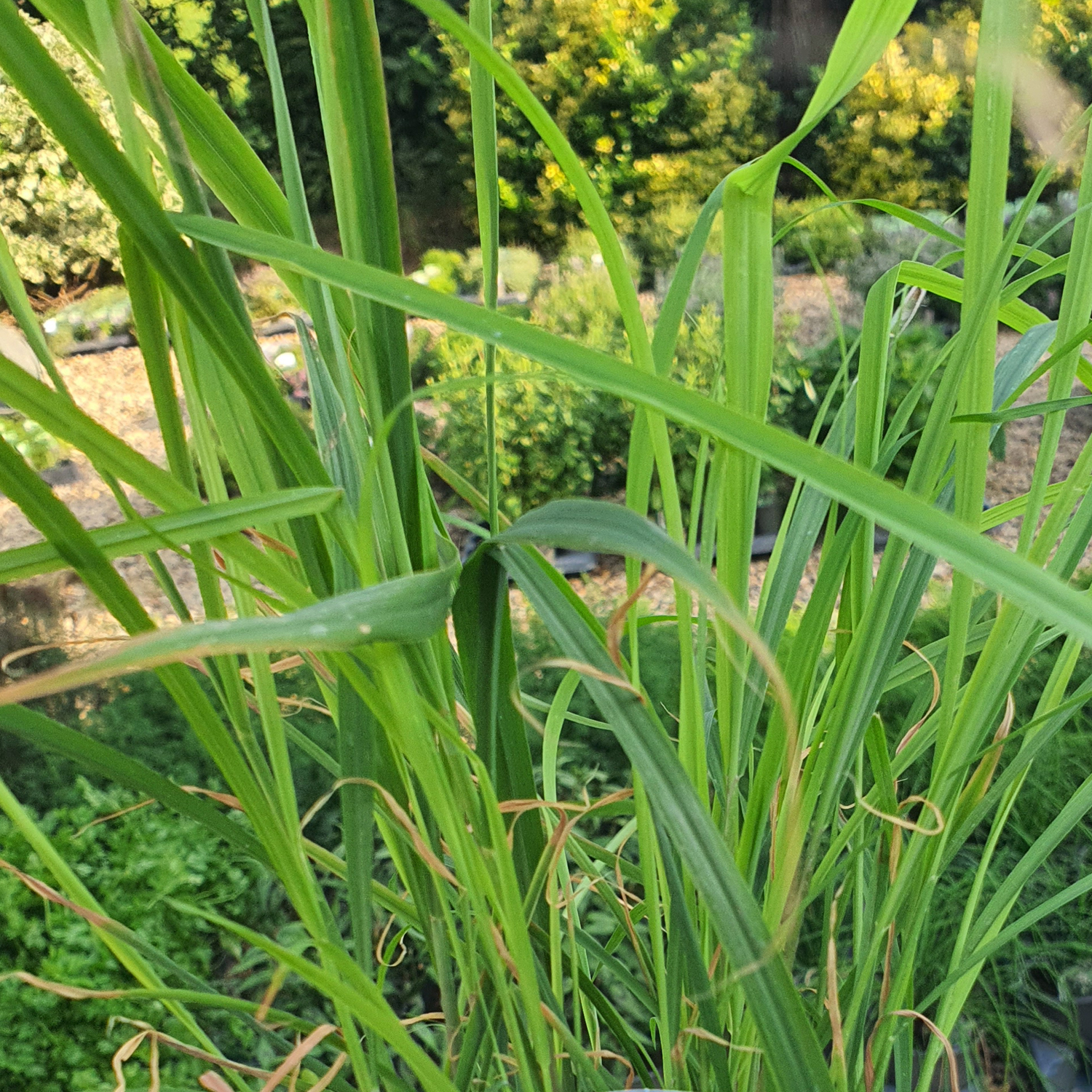 Lemon Grass