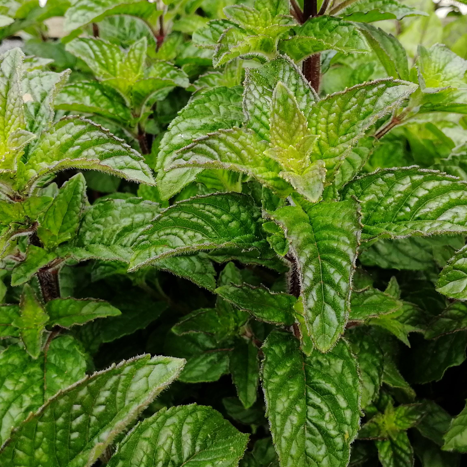 Mint Berries &amp; Cream