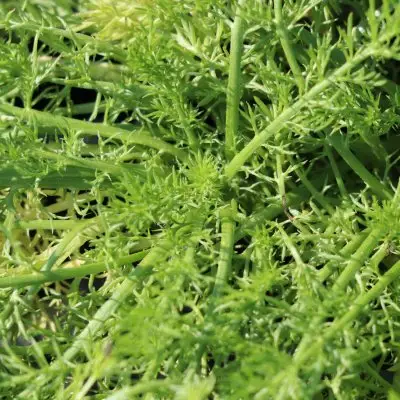 Chamomile  Double
