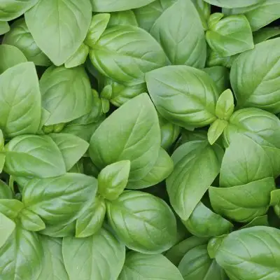 Basil Sweet