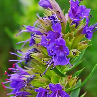 Hyssop Blue