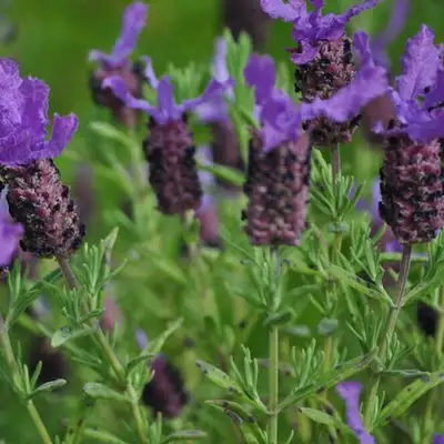 Lavender Fathead