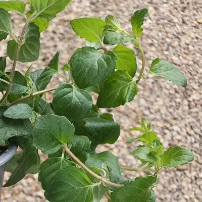 Mint Indian