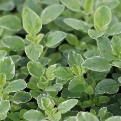 Oregano Country Cream