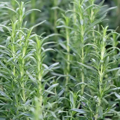 Rosemary Barbeque
