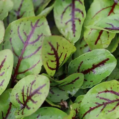 Sorrel Bloody Dock