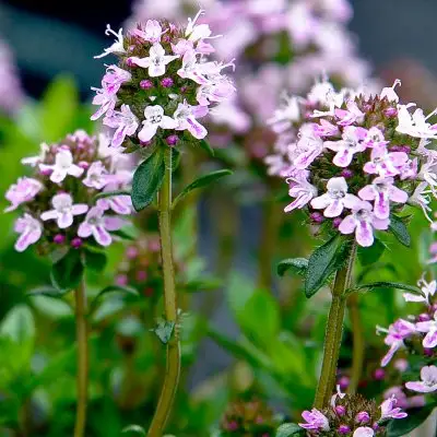 Thyme Jekka's